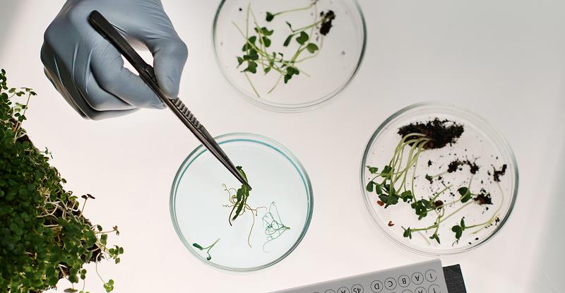 زراعت و اصلاح نباتات